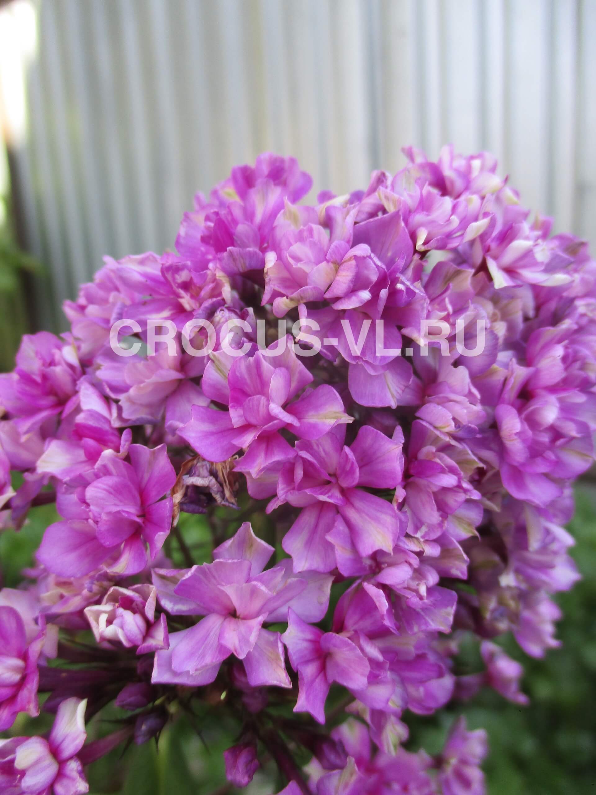 Флокс метельчатый «Квазимодо»